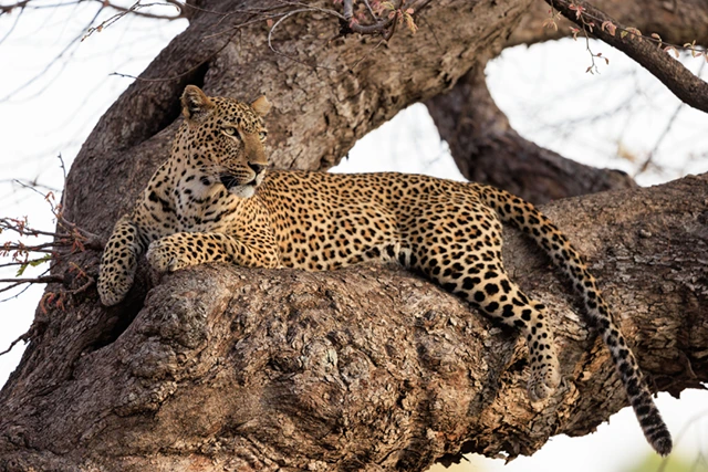 Leopard in South Luangwa National Park, Zambia.