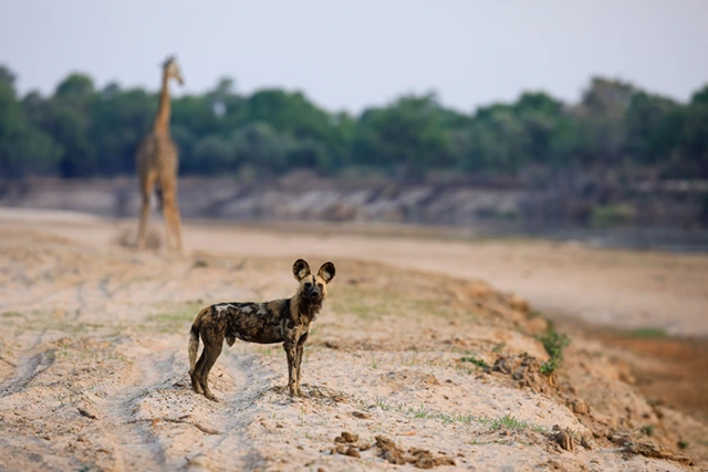 African wild dog & giraffe in South Luangwa National Park, Zambia.