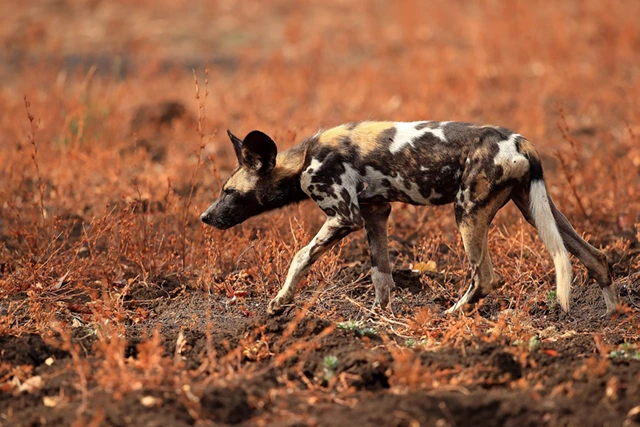 African wild dog in South Luangwa National Park, Zambia.