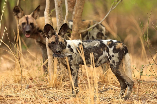 African wild dog in South Luangwa National Park, Zambia.