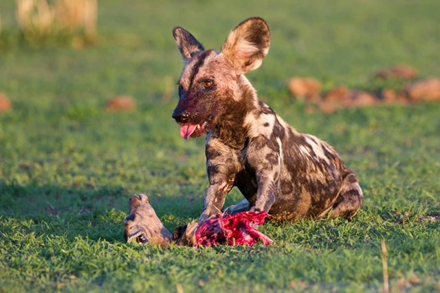 African wild dog with kill in South Luangwa National Park, Zambia.