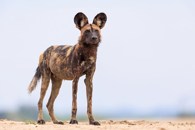 Wild dog in South Luangwa National Park, Zambia.