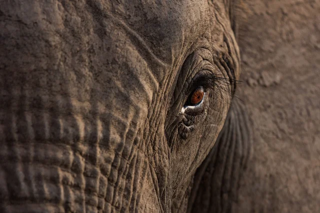 Close-up image of an African elephant.