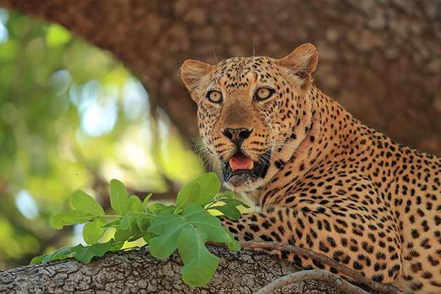 Leopard in South Luangwa National Park, Zambia