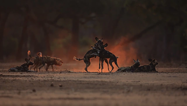 Wild dog pack in Mana Pools National Park, Zimbabwe.