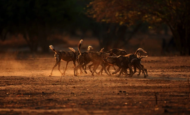 African wild dogs playing in Mana Pools National Park, Zimbabwe.