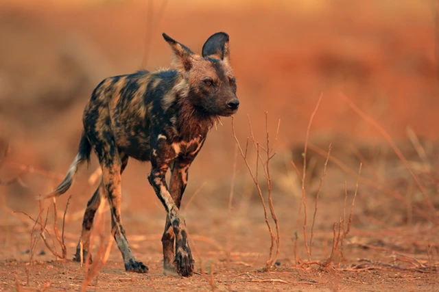 African wild dog in Mana Pools National Park, Zimbabwe.