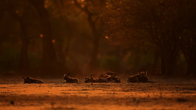 African wild dogs sleeping in Mana Pools National Park, Zimbabwe.