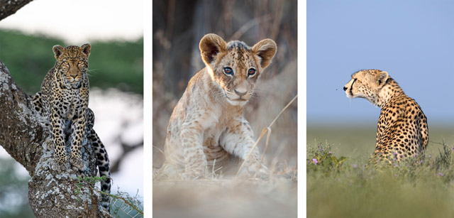 Leopard and cheetah in Tanzania, lion cub in Zambia.