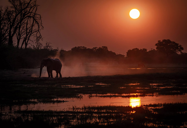 Elephant at sunset in Khwai, Botswana, Africa.