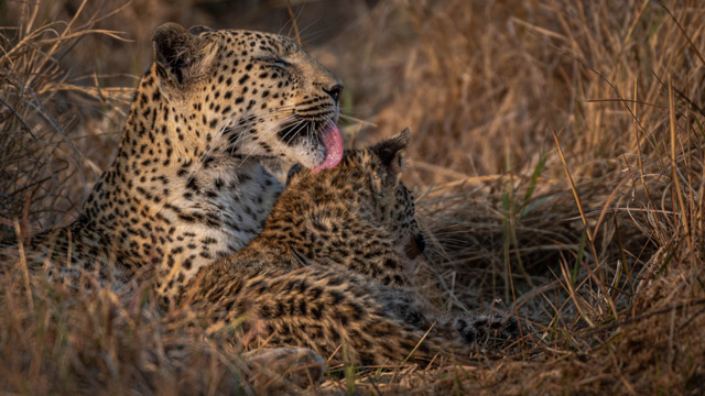 Leopard and cub in Moremi Game Reserve.