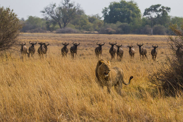 Lion in Botswana with wildebeest in the background.