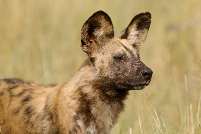 African wild dog in the Okavango Delta, Botswana.