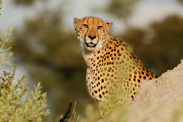 Cheetah in the Okavango Delta, Botswana.