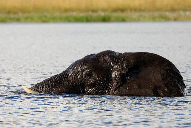 African elephant in the Okavango Delta, Botswana.