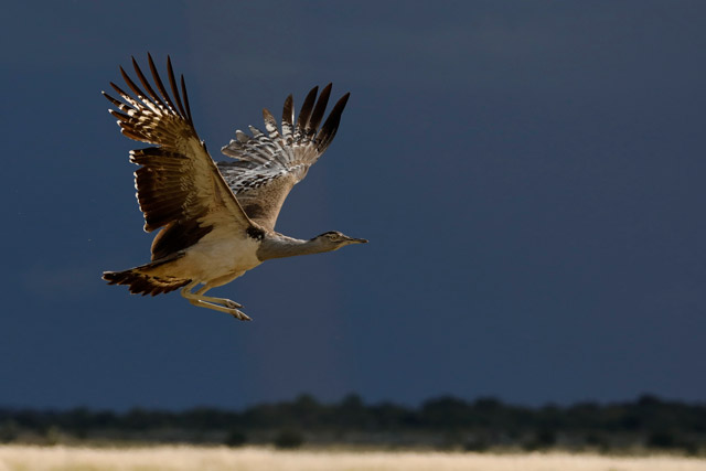 Kori bustard in the Okavango Delta, Botswana.