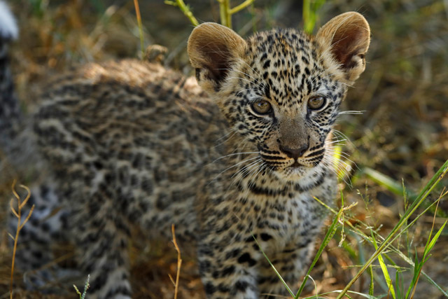 Leopard cub in the Okavango Delta, Botswana.