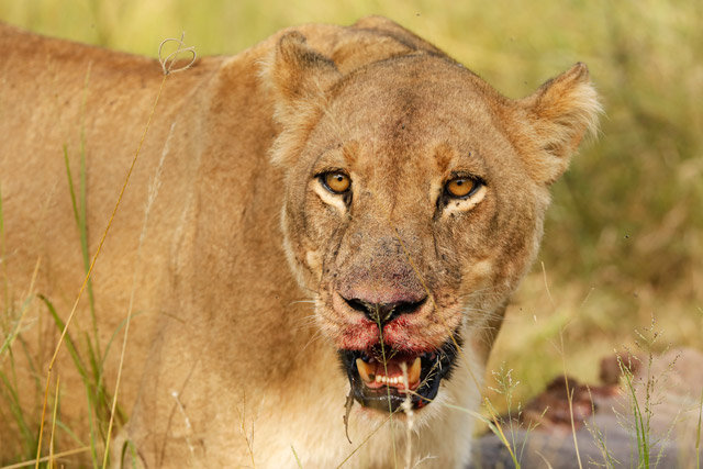 Lioness in the Okavango Delta, Botswana.