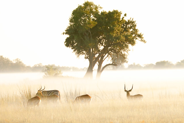 Red lechwe in the Okavango Delta, Botswana.