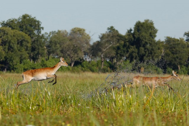 Red lechwe in the Okavango Delta, Botswana.