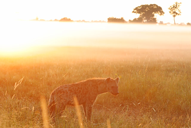 Spotted hyena in the Okavango Delta, Botswana.