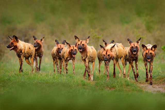 Wild dog in Okavango Delta, Botswana