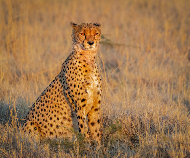 Cheetah at Savuti, Botswana, Africa.
