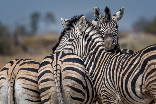Zebras at Third Bridge, Moremi Game Reserve, Botswana, Africa.