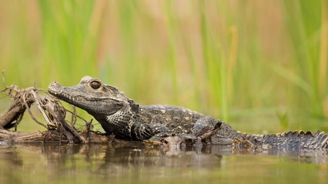 African dwarf crocodile in Odzala-Kokoua National Park, Congo