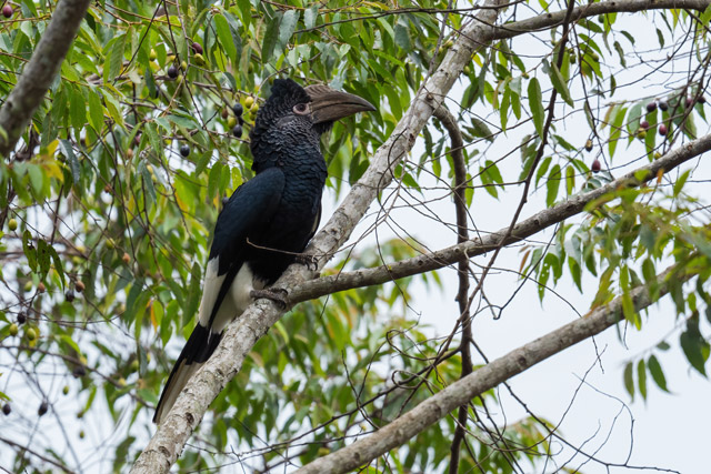 Black-and-white casqued hornbill in Odzala-Kokoua National Park, Congo