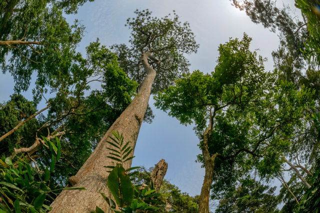 Forest canopy in Odzala-Kokoua National Park, Congo