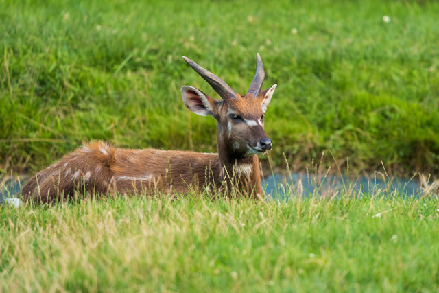 Sitatunga in Odzala-Kokoua National Park, Congo