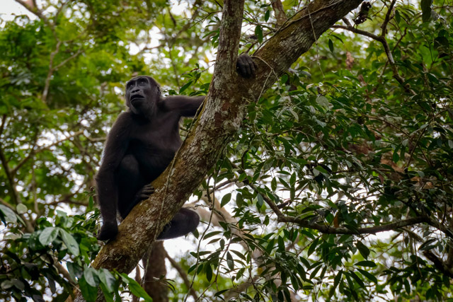 Western lowland gorilla in Odzala-Kokoua National Park, Congo