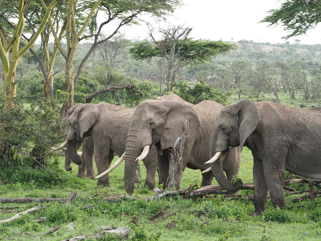 Herd of African elephants in Kenya.
