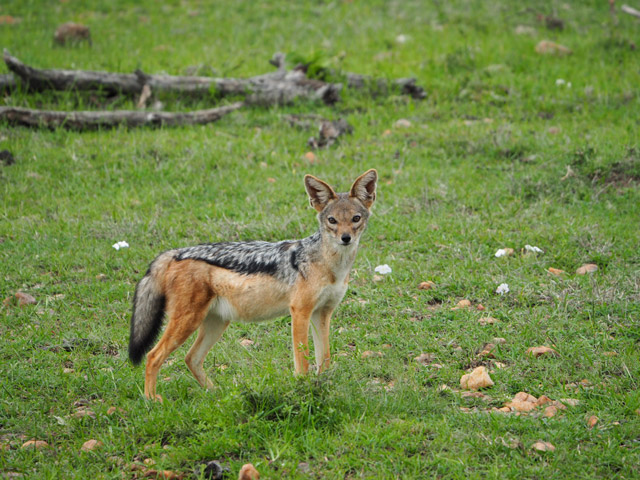 Black-backed jackal in Kenya.