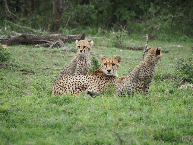 Cheetah family in Kenya.