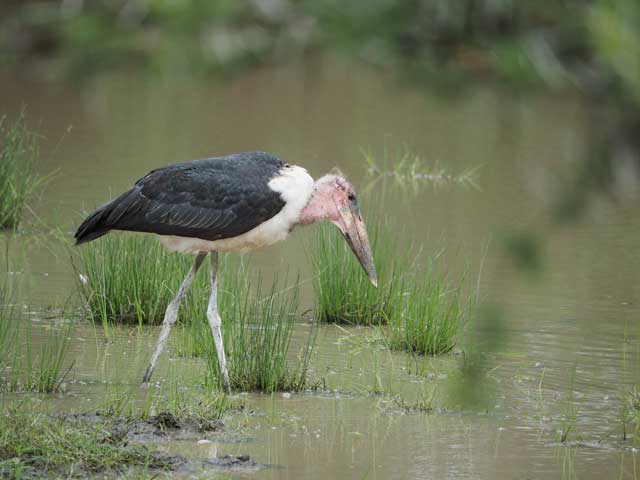 Marabou stork in Kenya.
