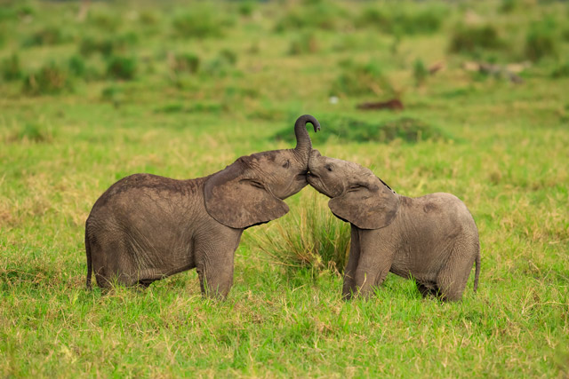 Elephant in Masai Mara, Kenya.