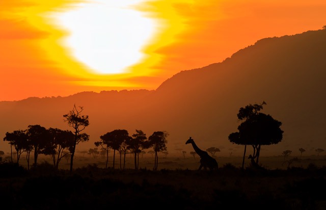 Giraffe at sunset in Masai Mara, Kenya.