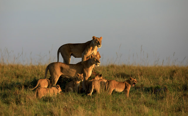 Lion pride in Masai Mara, Kenya.