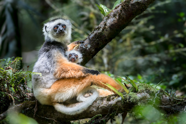 Diademed sifaka in Andasibe-Mantadia National Park, Madagascar.