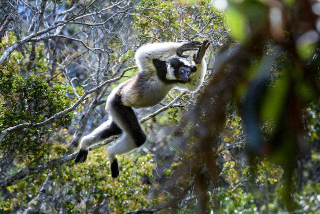 Indri in Andasibe-Mantadia National Park, Madagascar.