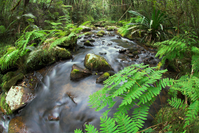 Stream and vegetation in Andasibe-Mantadia National Park, Madagascar.