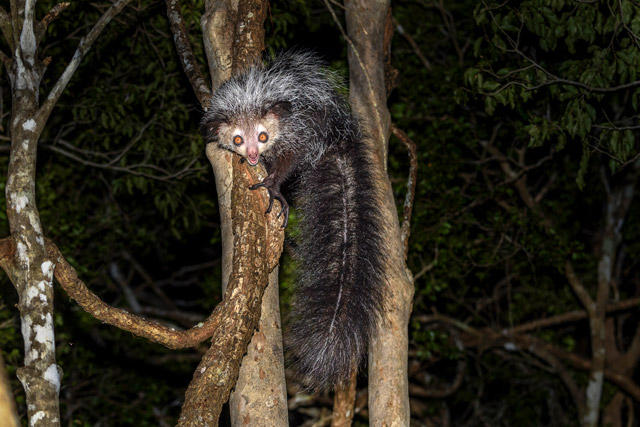 Aye-aye in Madagascar