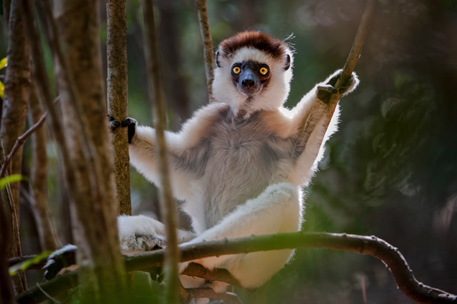 Verreaux’s sifaka in Berenty, Madagascar.