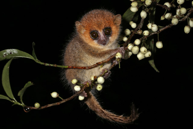 Brown mouse lemur in Ranomafana, Madagascar