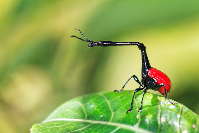 Giraffe-necked weevil in Andasibe, Madagascar