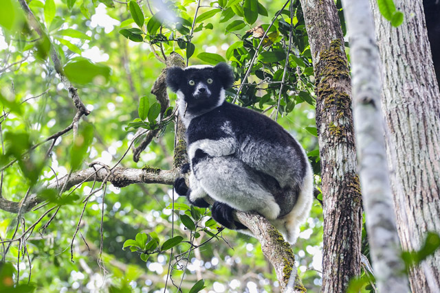 Indri in Andasibe, Madagascar