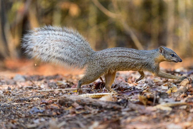 Boky-boky in Kirindy, Madagascar