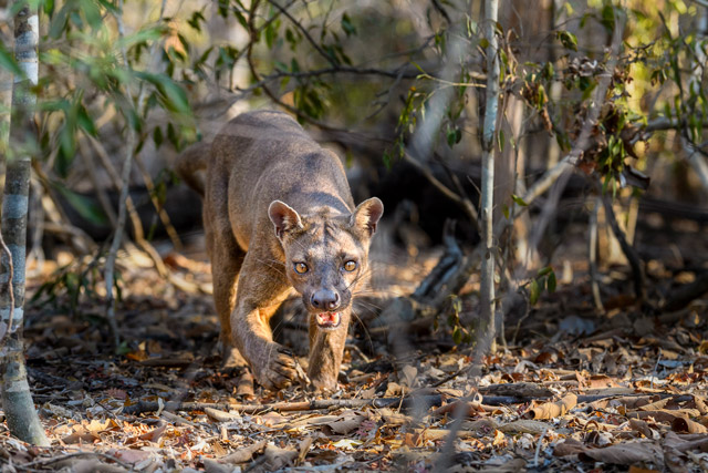 Fosa in Kirindy, Madagascar.